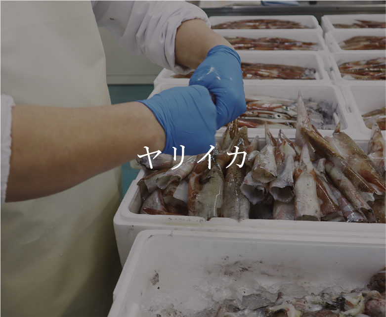 ヤリイカ