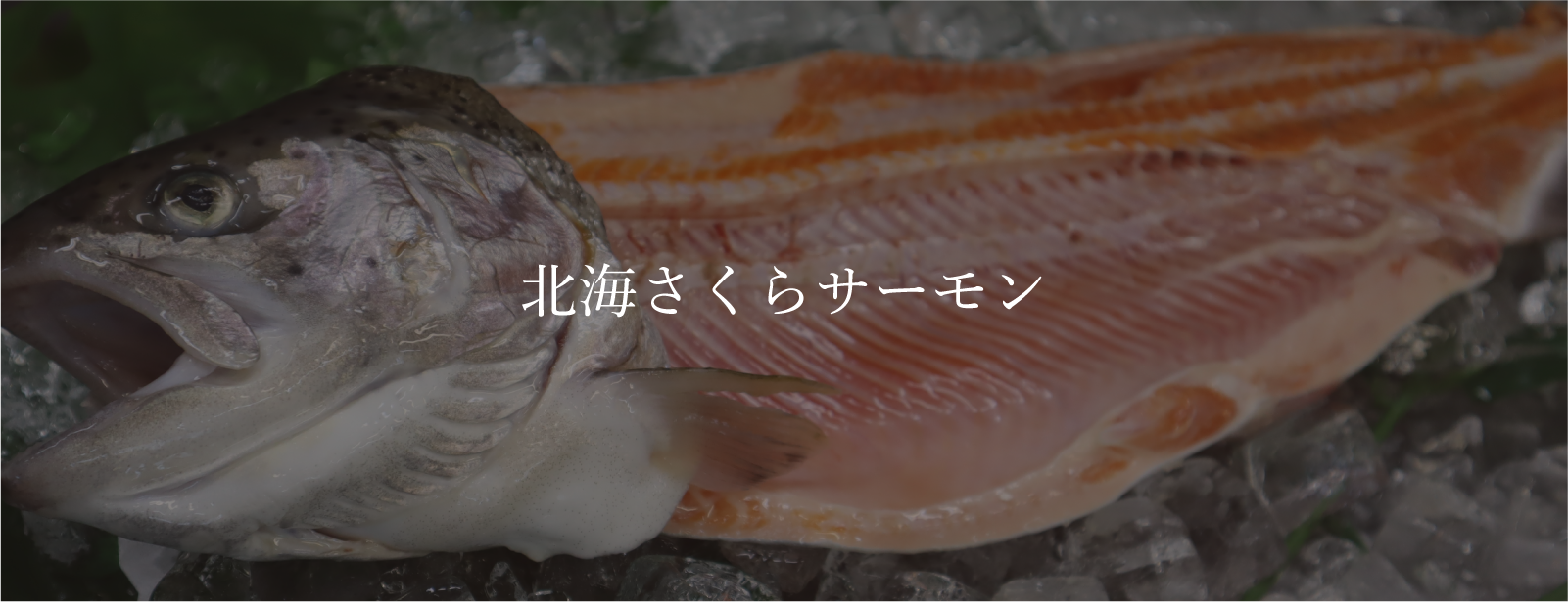 さくらサーモン